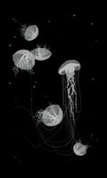 Black and white, jellyfish art prints